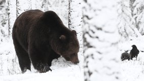 Wild adult Brown bear in the snow in winter forest.  Brown Bea, Scientific name: Ursus arctos. Natural habitat. 
