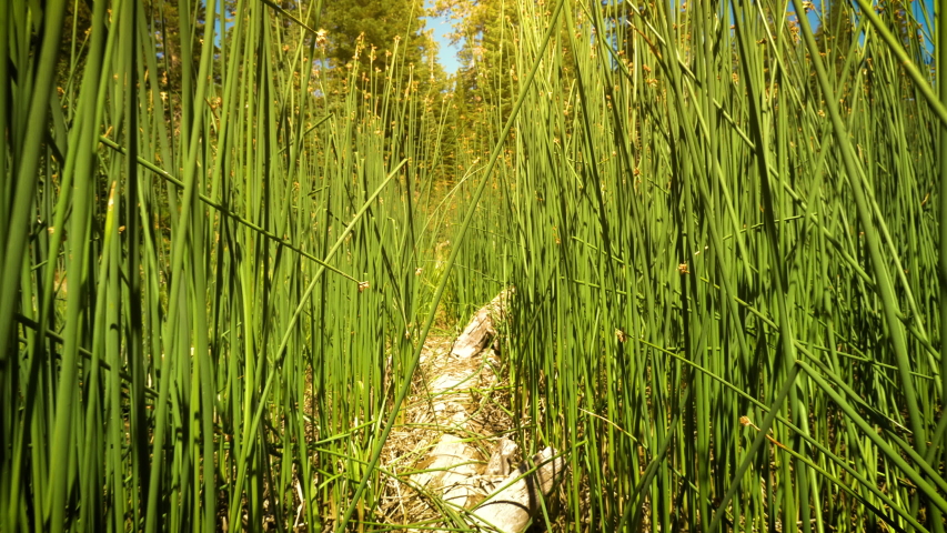 Sotcher Lake in the Ansel Adams Wilderness near Mammoth Lakes California USA