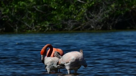 Caribbean flamingos in the water. adult and juvenile bird. American Flamingo or Caribbean flamingo. Scientific name: Phoenicopterus ruber ruber. Cuba. Slow motion.