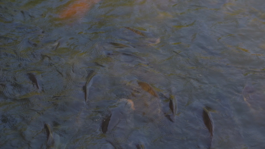 Slow motion feeding fish in pond, many fish nile tilapia eating food in farm agriculture, animal farm agriculture, organic farm animals in river, relaxing for tourist travel to feed and lookin fish 