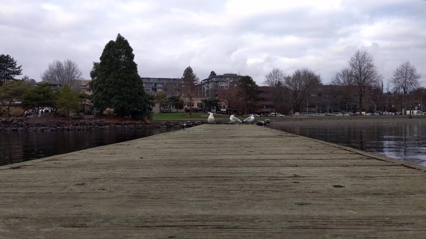 Seagulls on a boat dock enjoying an overcast day on Lake Washington