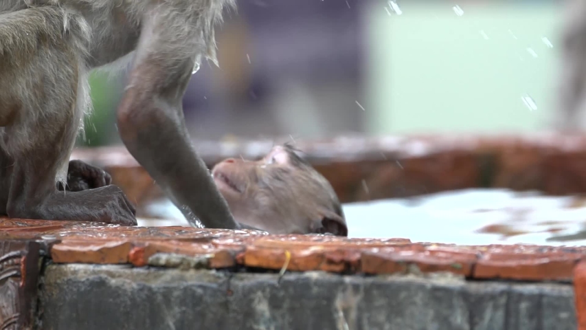 Monkeys that live in the Phra Prang Sam Yot Famous tourist, Landmark ...