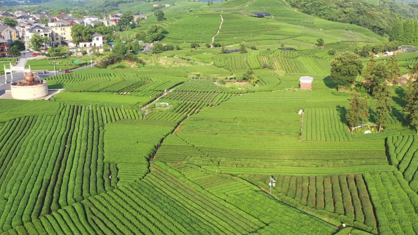 tea graden in hangzhou china