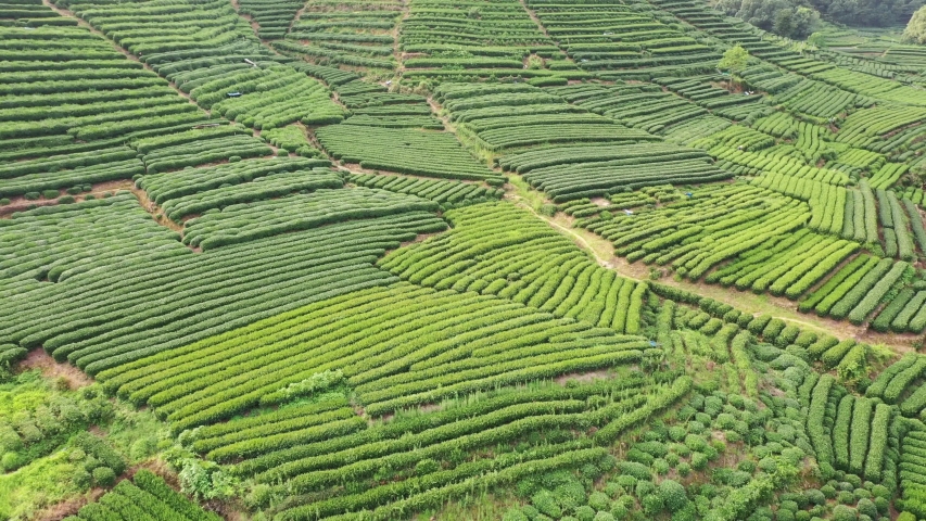 tea graden in hangzhou china