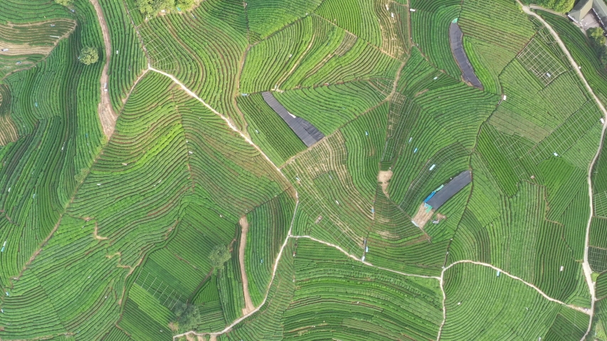 tea graden in hangzhou china