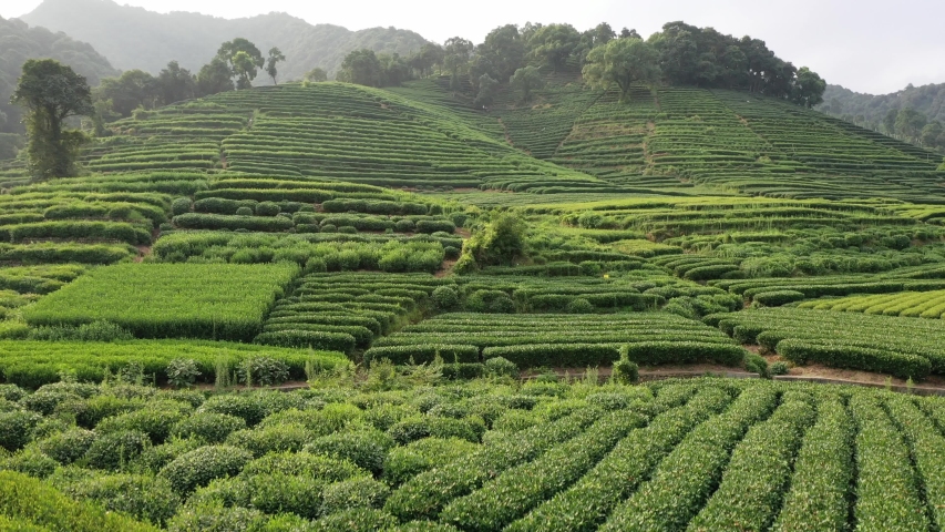 tea graden in hangzhou china