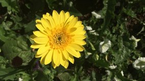Yellow flower with Bee. Bees find nectar, Nature video concept