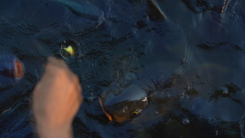 Feeding fish in pond, many fish nile tilapia eating food in farm agriculture, animal farm agriculture, organic farm animals in river, relaxing for tourist travel to feed and lookin fish 
