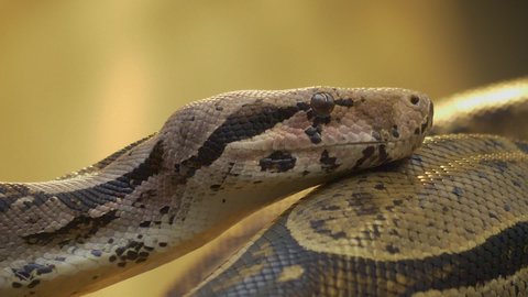 Close up of boa constrictor head in slow motion from the sidewith tongue coming out.