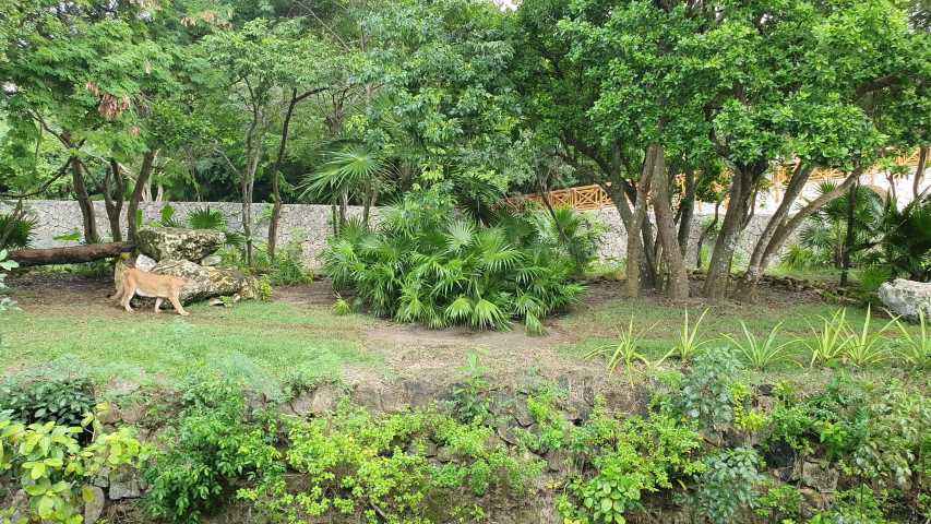 The cougar (Puma concolor) is a large felid of the subfamily Felinae. Due to its wide range, it has many names including puma, mountain lion, red tiger, and catamount.