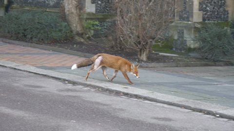 A fox is running on a street.