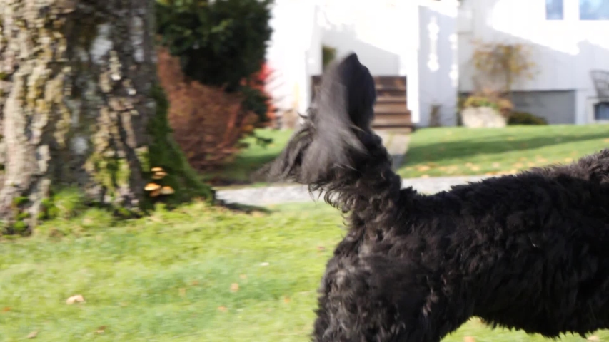 Adorable Portuguese water dog runing and paying with a stick in its mouth - slow motion