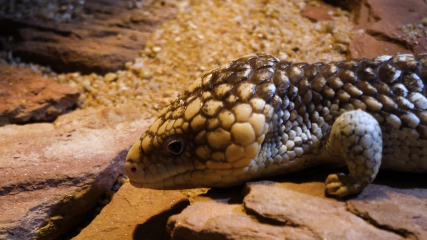Close up of Pine Cone Skink lizard body turning around.

