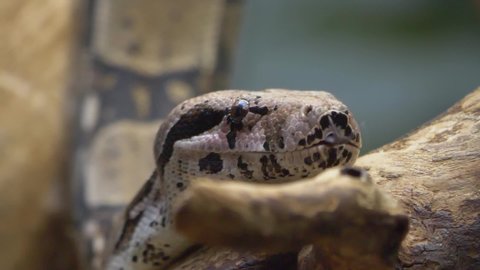 Close up of boa constrictor head slow motion with tongue, from the front.


