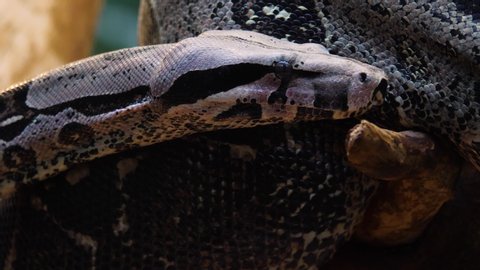 Close up of boa constrictor moving to the right with tongue coming out.