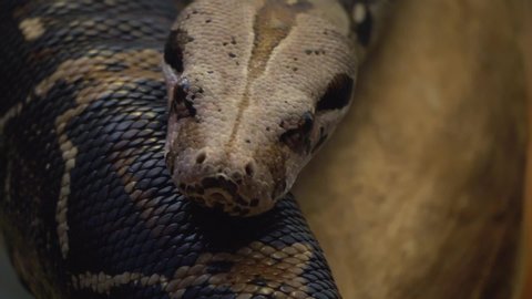 Close up of boa constrictor head slow motion with tongue, moving to the left.

