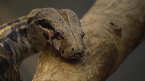 Close up of boa constrictor head slow motion with tongue.


