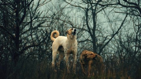 Two dogs howl in the forest. Homeless animals. Dogs in slow motion.