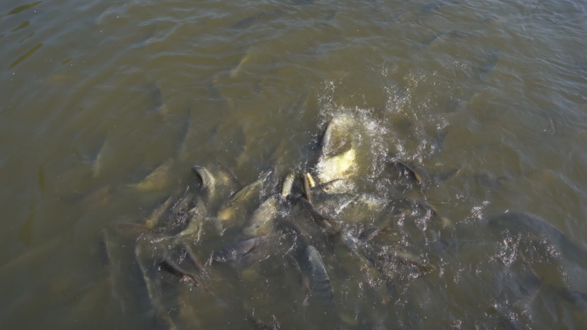 Slow motion feeding fish in pond, many fish nile tilapia eating food in farm agriculture, animal farm agriculture, organic farm animals in river, relaxing for tourist travel to feed and lookin fish 