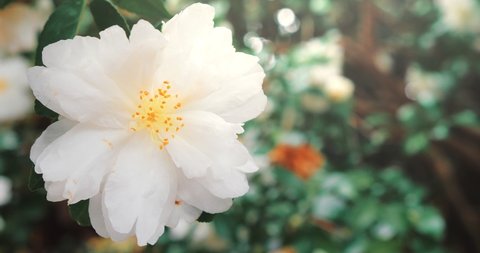 White Camellia Flower in Bloom during Springtime.