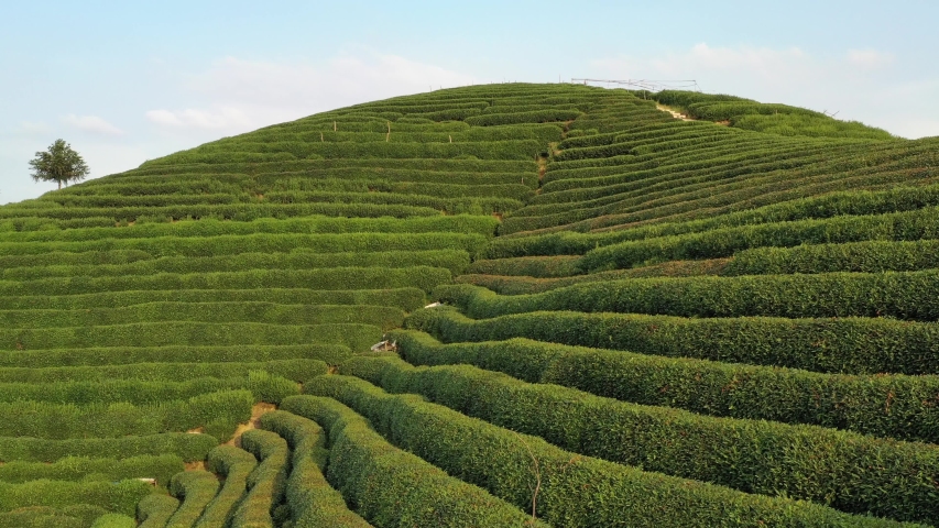 tea graden in hangzhou china