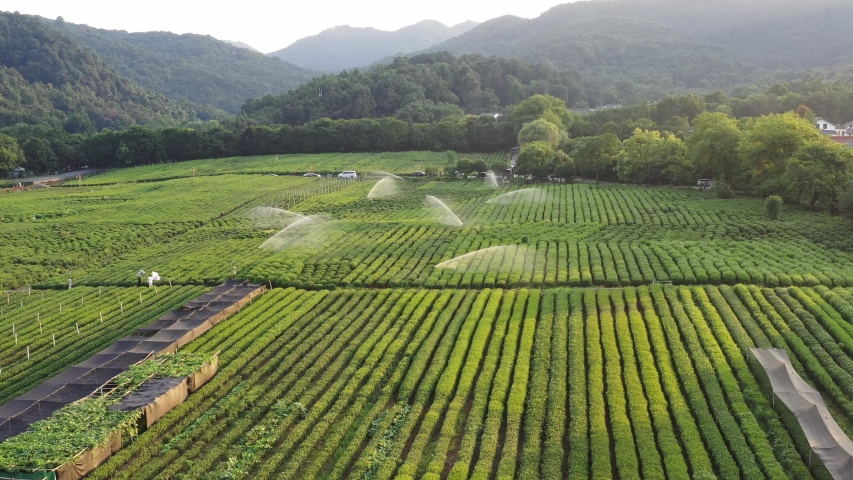 tea graden in hangzhou china