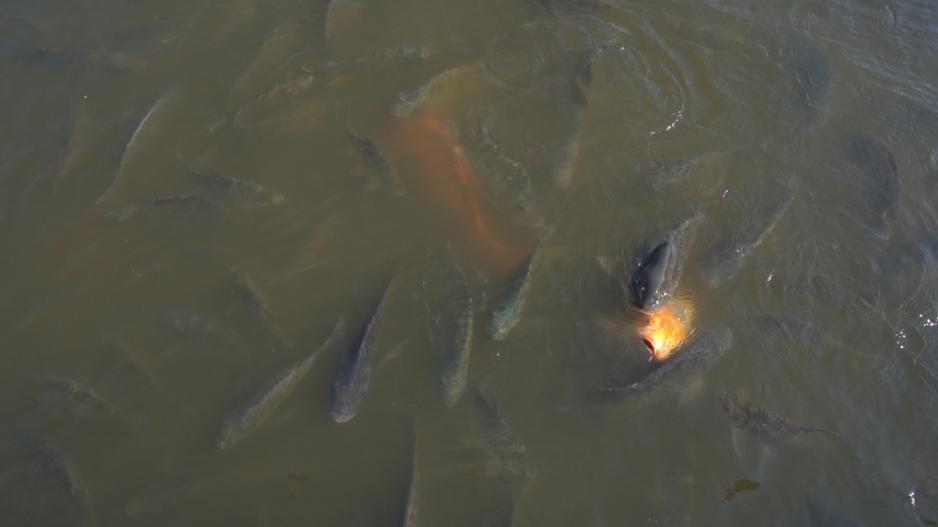 Slow motion feeding fish in pond, many fish nile tilapia eating food in farm agriculture, animal farm agriculture, organic farm animals in river, relaxing for tourist travel to feed and lookin fish 