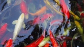 Carp koi fish video footage. A group of fancy carp fishes finding some food in a outdoor pool.