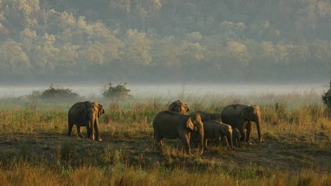 Elephant herd moving in grassland ina golden light national Park, Uttarakhand, India, Asia