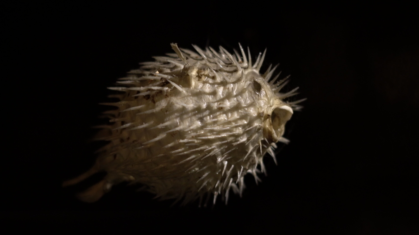 Dried Blowfish / puffer fish - diodon holocanthus skeleton on dark background. Very poisonous considered a delicacy in some countries

