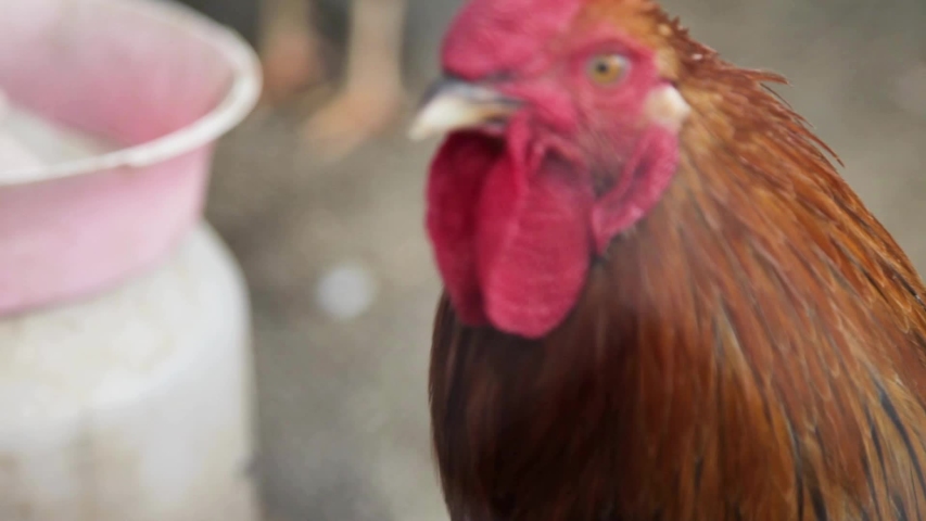 cocks in a small scale family farm