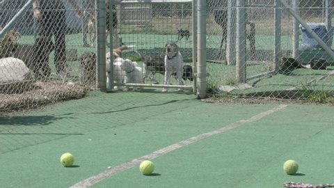 Pack of small dogs running towards tennis balls in slow motion