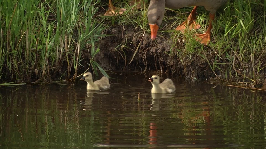 Goslings descend into the river. You know spring is here when you see baby ducks and goslings! They are so cute. 
