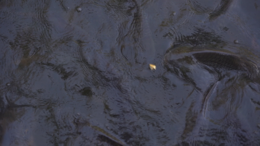 Slow motion feeding fish in pond, many fish nile tilapia eating food in farm agriculture, animal farm agriculture, organic farm animals in river, relaxing for tourist travel to feed and lookin fish 