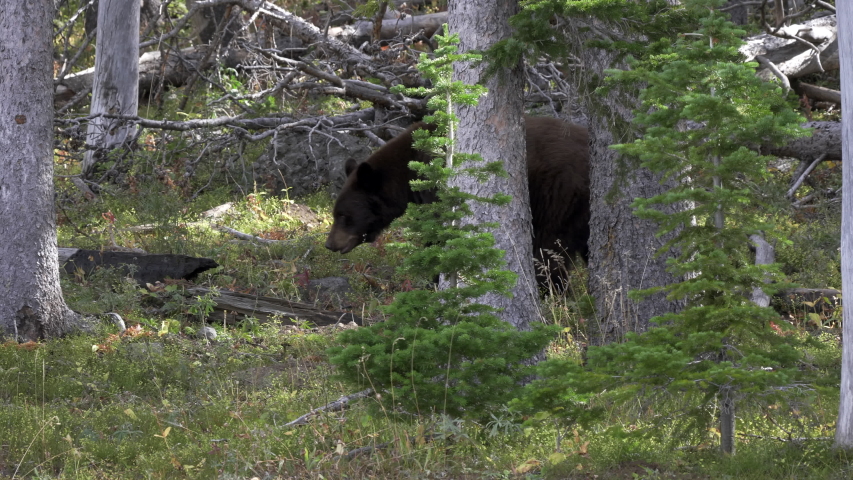 tracking shot of a black bear walking in a pine forest on mt washburn of yellowstone national park in wyoming, usa