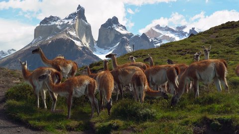 Herd of Guanacos grazing in Torres del Paine National Park in Chile with iconic Cuernos del Paine mountains in the background, Patagonia wildlife, South America.