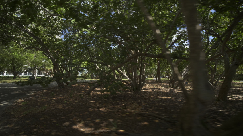 Motion video Florida park with seagrape trees 4k