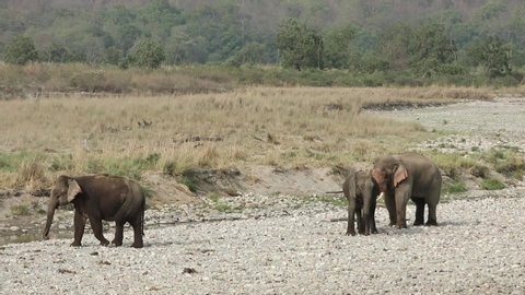Elephant male tusker checking the females in heat at Ramganga River, Jim corbett National Park, India, Asia