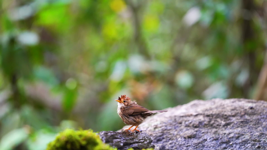 Puff-throated Babbler bird playing in the water, in a small basin. (Scientific name : Pellorneum ruficeps)