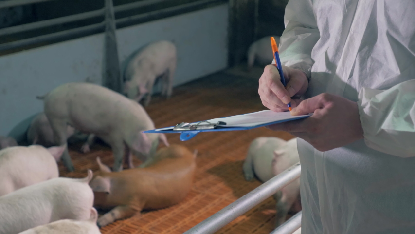 Farm worker is writing data about the pigs in the yard Royalty-Free Stock Footage #1043570554