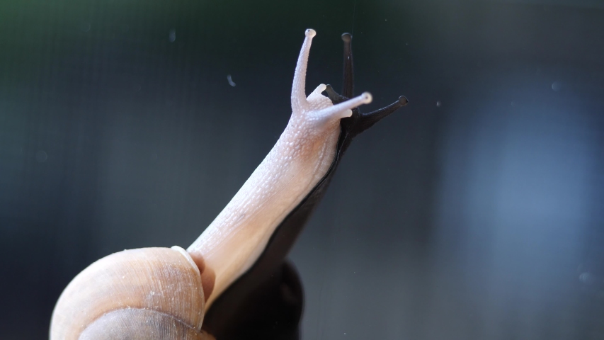 Closeup snail sliding on glass