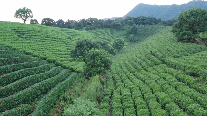 tea graden in hangzhou china