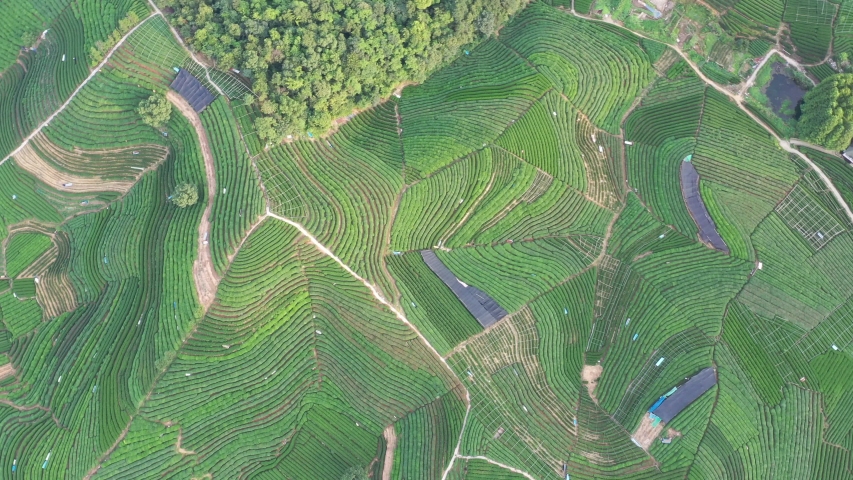 tea graden in hangzhou china