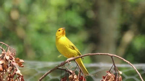 Canary bird. Bird of yellow color. Highlight for the bird