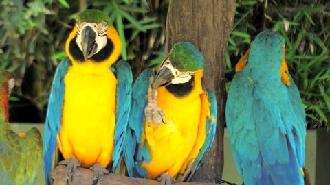 Three colorful Macaw parrots sitting on the tree branch against jungle background, blue-and-yellow macaw close-up