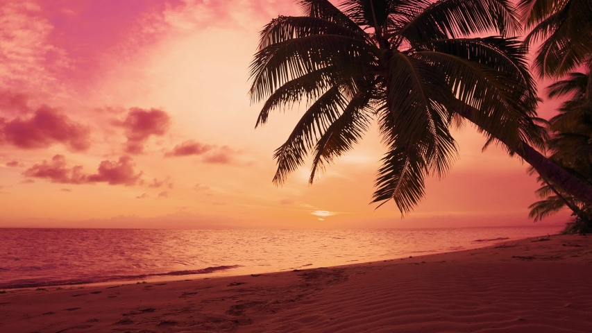 Sunrise - dawn on palm beach with palm silhouette. The best beach sunset in the world. Indian ocean no people. Sun dawn over the sea dawn beach landscape. Copy space