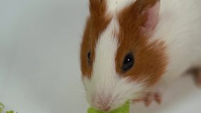 Closeup view of cute home pet white and brown small guinea pig of two month old eating green salad leaves with appetite. Real time 4k video footage.