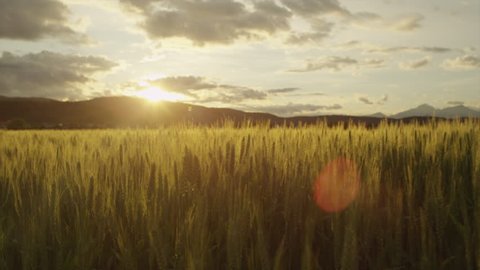 AERIAL SLOW MOTION: Young green wheat growing on sunny field at summer sunrise