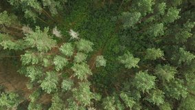 Aerial epic drone flight of camera over the top of beautiful pine trees in green summer forest with glades and no people. Aerial slow motion top view shot in 4K on UHD camera video.