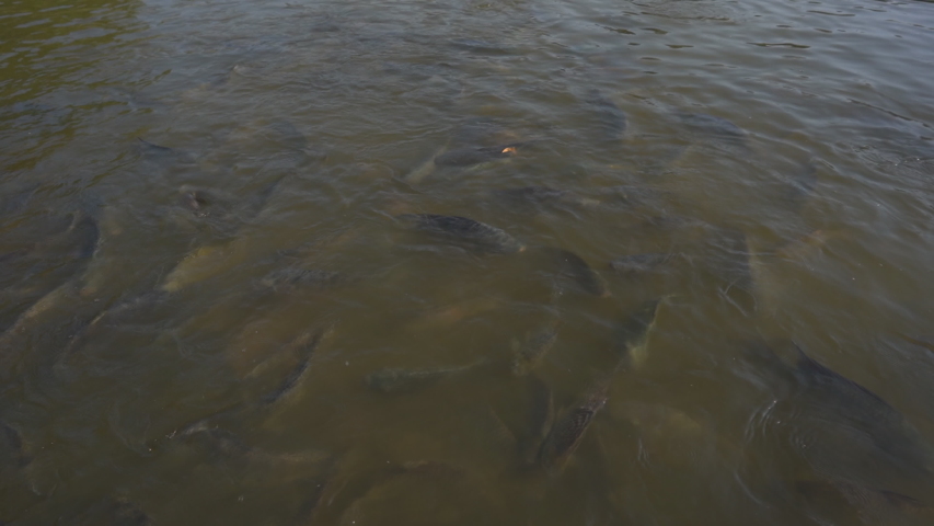 Slow motion feeding fish in pond, many fish nile tilapia eating food in farm agriculture, animal farm agriculture, organic farm animals in river, relaxing for tourist travel to feed and lookin fish 
